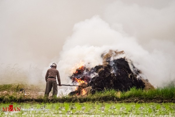 آتش زدن کاه و کلش برای کشت دوم در مازندران