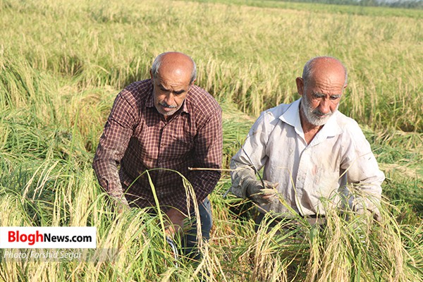 برداشت برنج از شالیزارهای شرق مازندران