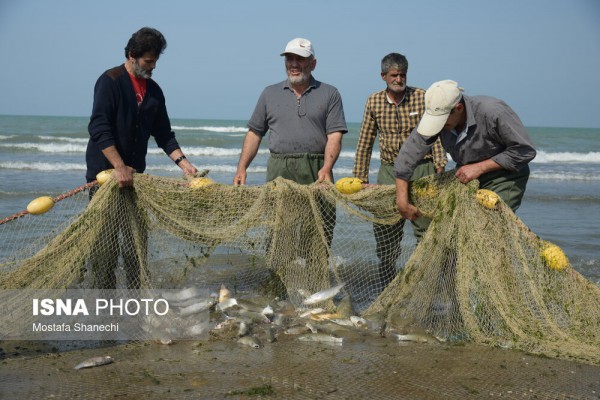 صید پره ماهیگیران مازندرانی در دریای خزر