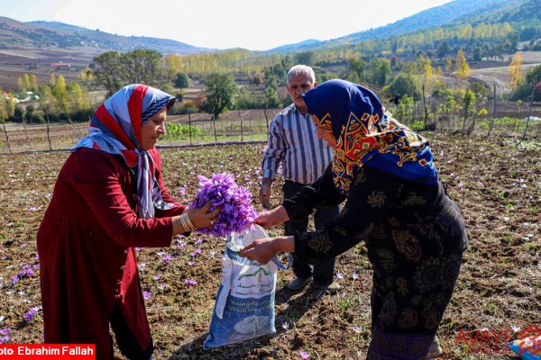 برداشت زعفران در روستای بندرج دودانگه‌ ساری (طبیعت مازندران)