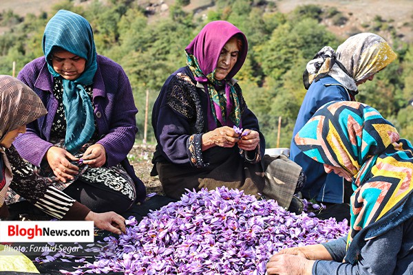 برداشت زعفران از مزارع شرق مازندران