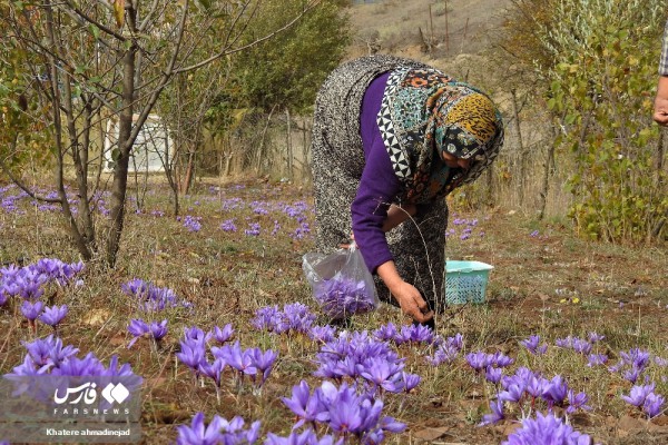 برداشت زعفران از کوه‌های دیلمان استان گیلان