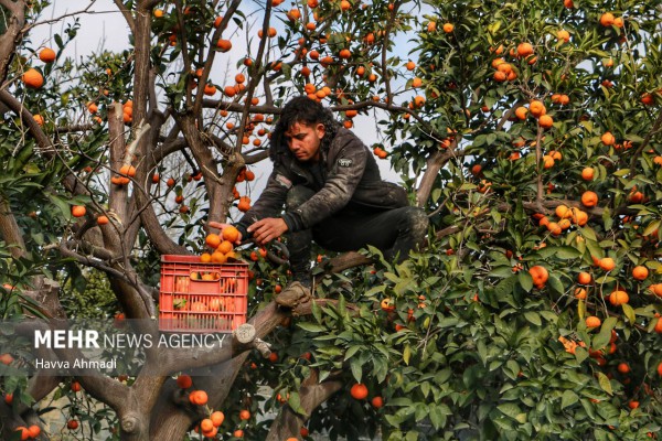 برداشت پرتقال از باغات مرکبات شهرستان ساری