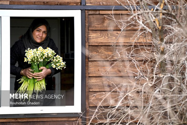 برداشت گل نرگس در آزادشهر استان گلستان