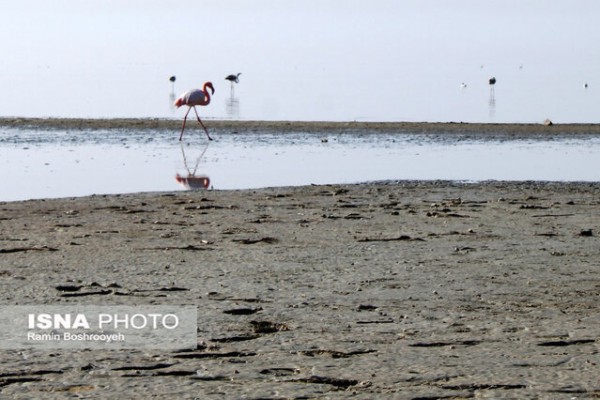 پرندگان مهاجر میهمانان زمستانی خلیج گرگان