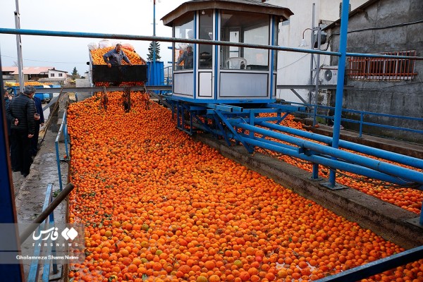 فرایند تولید کنسانتره پرتقال در رامسر