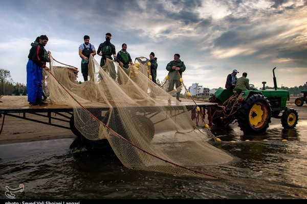 تلاش ماهیگیران ” پره” در سواحل مازندران