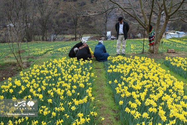 نخستین جشنواره گل نرگس در روستای ماسال شهرستان چالوس