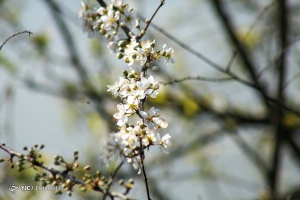 شکوفه‌های بهاری در رشت