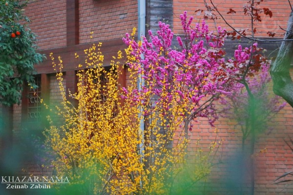 طبیعت مازندران در چند  قدمی فصل بهار