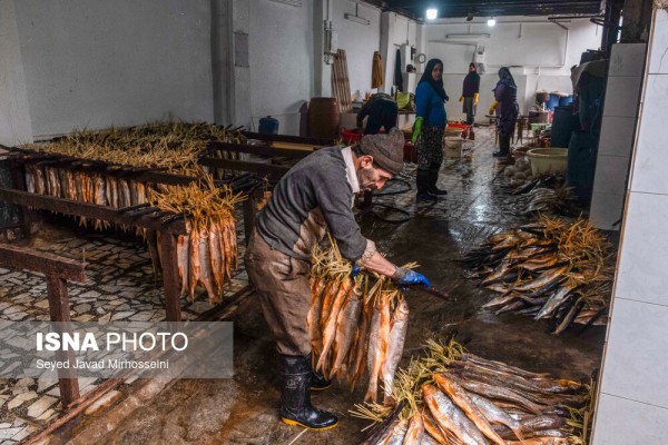 دودی کردن ماهی به روش سنتی  در روستای موبندانِ شهرستان لنگرود 