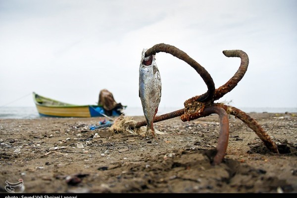 صید غیرمجاز ماهیان استخوانی در سواحل مازندران