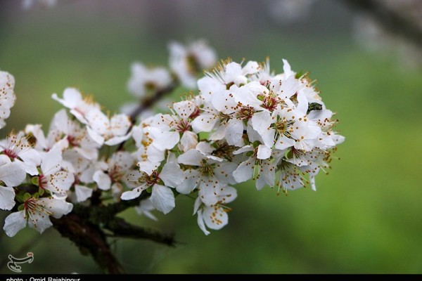 شکوفه های بهاری در روستاهای کلاچای گیلان