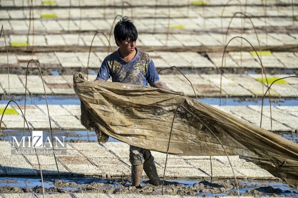 فصل نشاکاری برنج در شالیزارهای مازندران