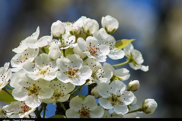 شکوفه های بهاری درختان گلابی در گیلان