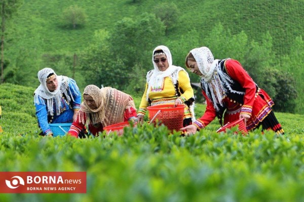 برداشت برگ سبز چای در روستای کتشال پایین شهرستان لاهیجان