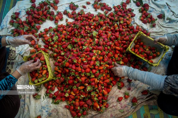 شهرستان رامیان؛ قطب توت فرنگی گلستان