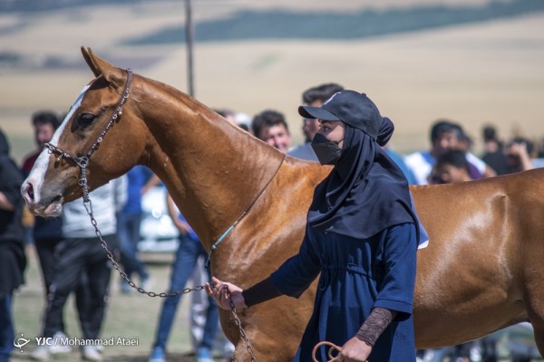 جشنواره زیبایی اسب اصیل ترکمن در روستای صوفیان کلاله 