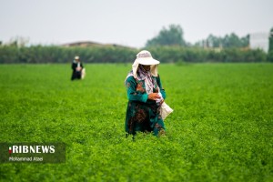 شرکت زراعی صنعتی دشت ناز ساری