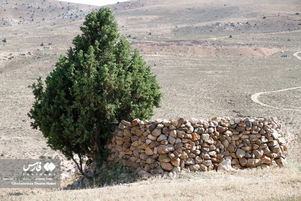 رویشگاه درخت اُرس در منطقه کیاسر