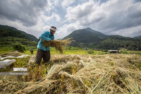 فصل برداشت برنج در شالیزارهای مازندران