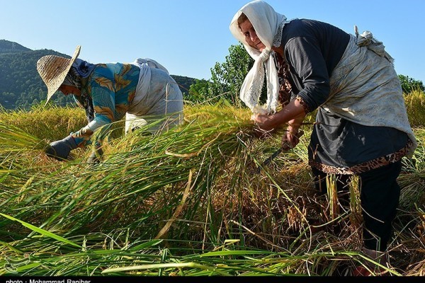 آخرین روزهای برداشت برنج در گیلان