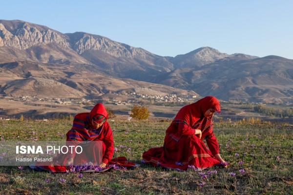 برداشت زعفران در روستای وامنان شهرستان آزادشهر گلستان