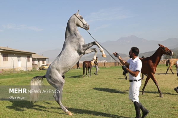 جشنواره ملی زیبایی اسب اصیل ترکمن در علی آباد کتول 