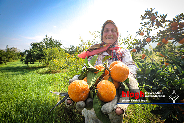 فصل برداشت نارنگی در شرق مازندران
