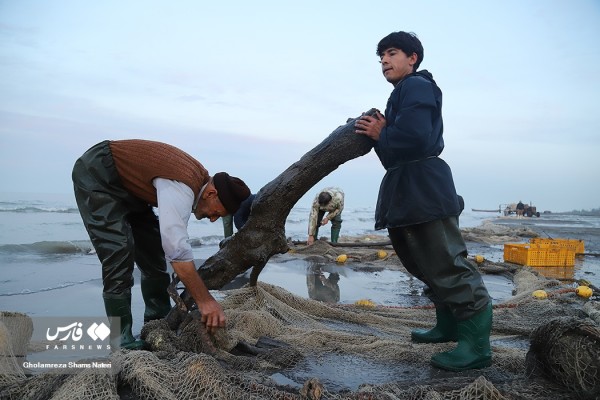 صید تنه درخت به جای ماهی دریایی در چالوس