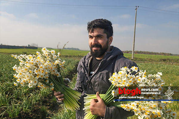 برداشت گل نرگس در روستای کردکلای جویبار