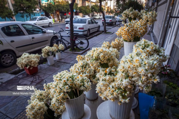 فصل گل نرگس در مازندران