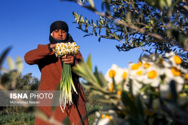 مزرعه گل نرگس در آزاد شهر استان گلستان