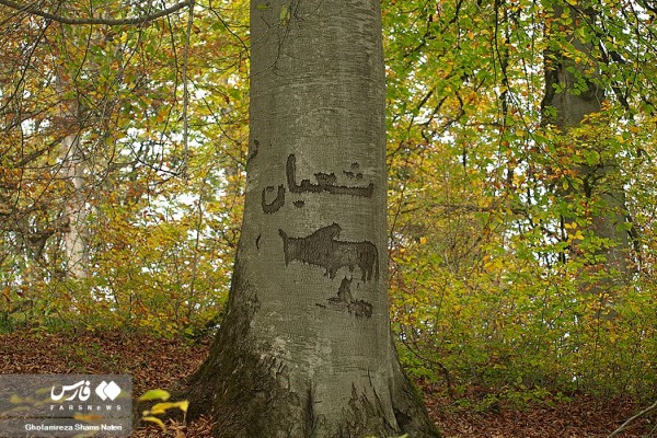زخم یادگاری روی درختان جنگلی مازندران