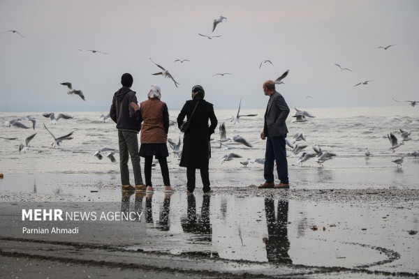 مرغان دریایی، میهمان زمستانی ساحل بابلسر