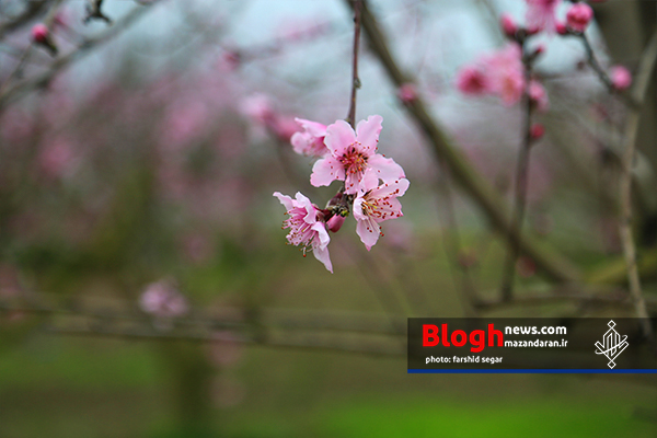 شکوفه‌های بهاری در مازندران