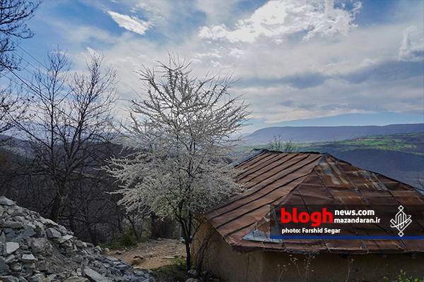 طبیعت بهاری هزارجریب در شرق مازندران