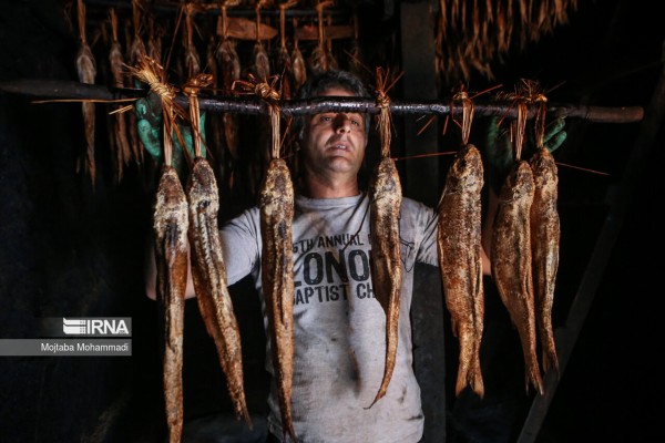 تولید ماهی دودی در گیلان