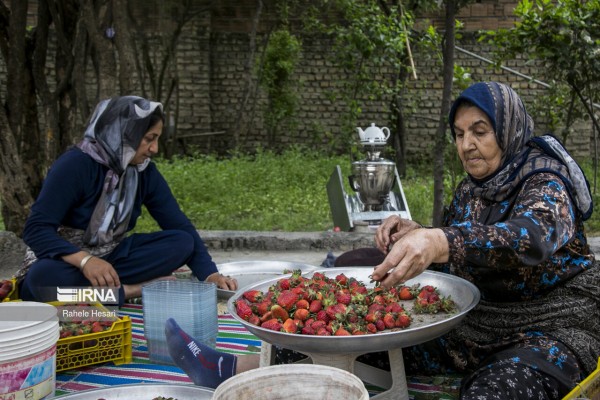 مزارع توت فرنگی در شهرستان رامیان -استان گلستان