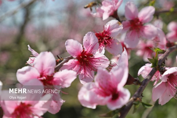 شکوفه‌های بهاری در گلستان