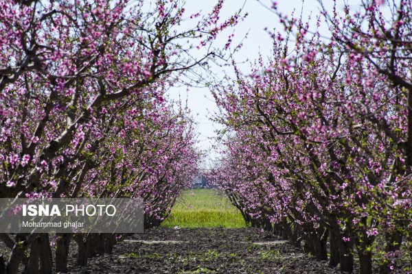 شکوفه های بهاری در باغ های میوه استان گلستان