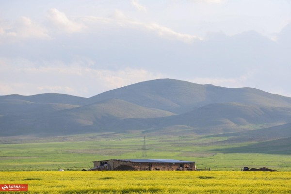 دشت های کُلزا در مازندران