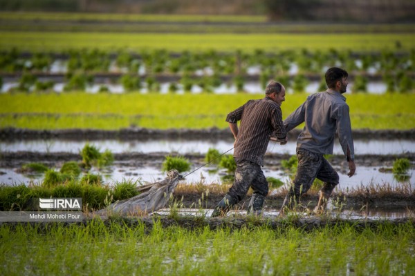 فصل نشاء برنج در شالیزارهای مازندران