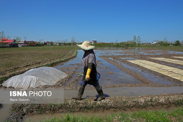 نشاکاری برنج در شالیزارهای گیلان