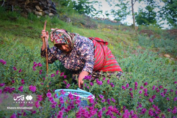 برداشت گل گاوزبان در ییلاقات اشکورات رحیم آباد رودسر-گیلان