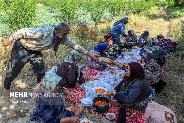 فصل نشاء برنج در استان گلستان