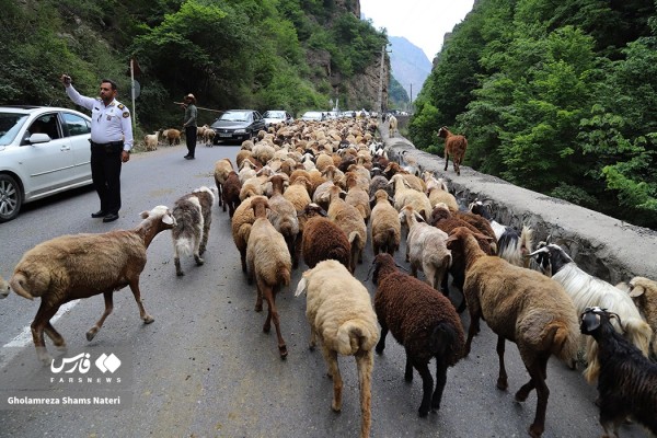 کوچ دام ها به مناطق ییلاقی غرب مازندران از مسیر جاده کندوان