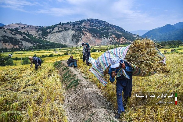 کشت برنج در شالیزار‌های مازندران