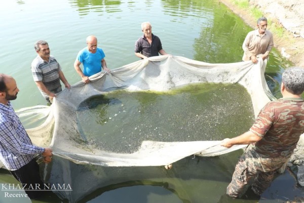مراسم آزاد سازی هفت میلیون قطعه بچه ماهی در دریای مازندران