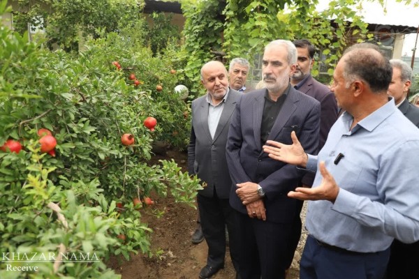 بازدید استاندار مازندران از باغ انار روستای صاحبی شهرستان ساری